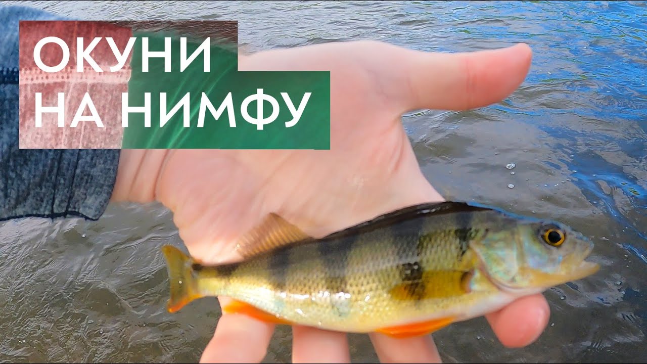 Окуни на нимфу на перекате. Нахлыст на Москва-реке #14.