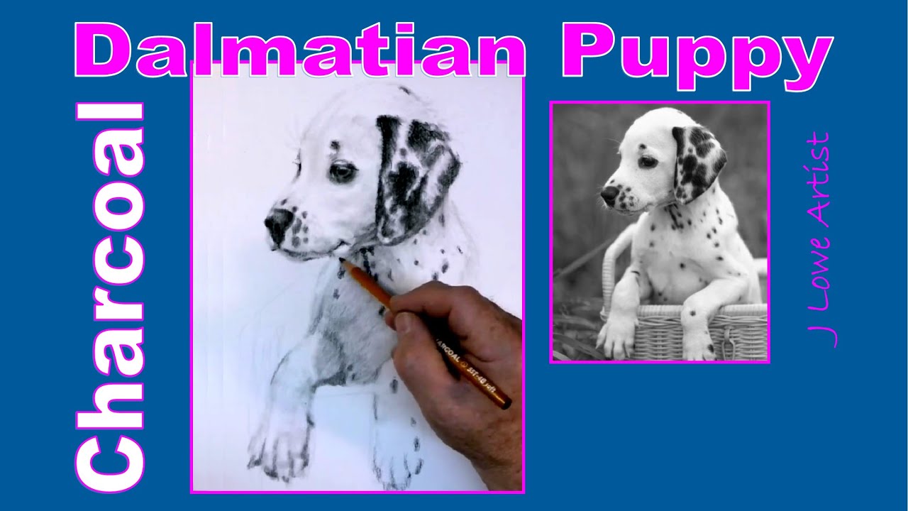 How to Draw a Dalmatian Puppy with Charcoal