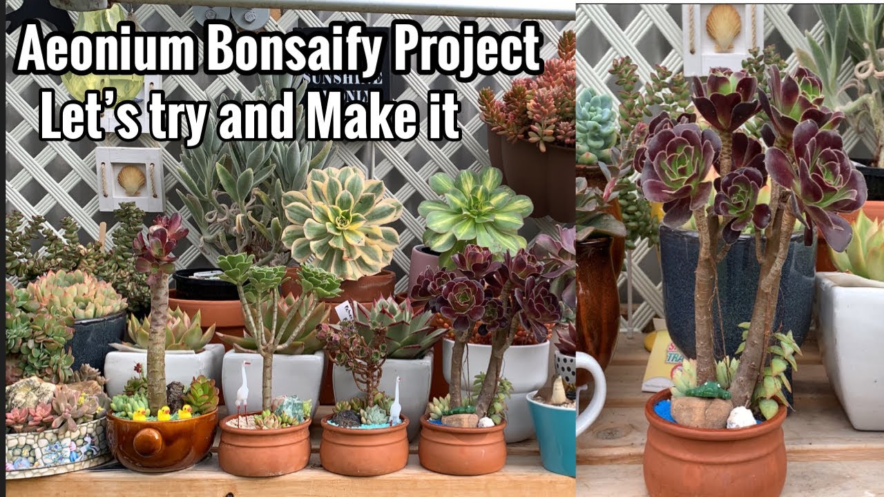 Aeonium Bonsaify Project, Let’s Try and Make it