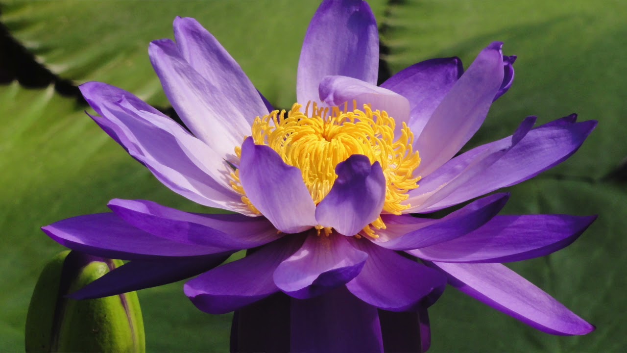 Waterlilies at Victoria Pool