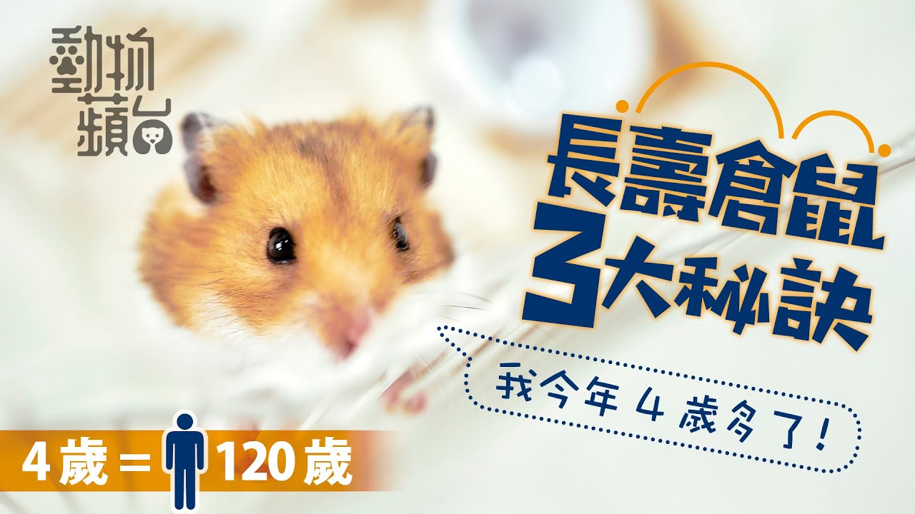 香港最老鼠？：逾4歲倉鼠等同人類近120歲 3大秘訣長命過一般倉鼠一倍？(果籽)