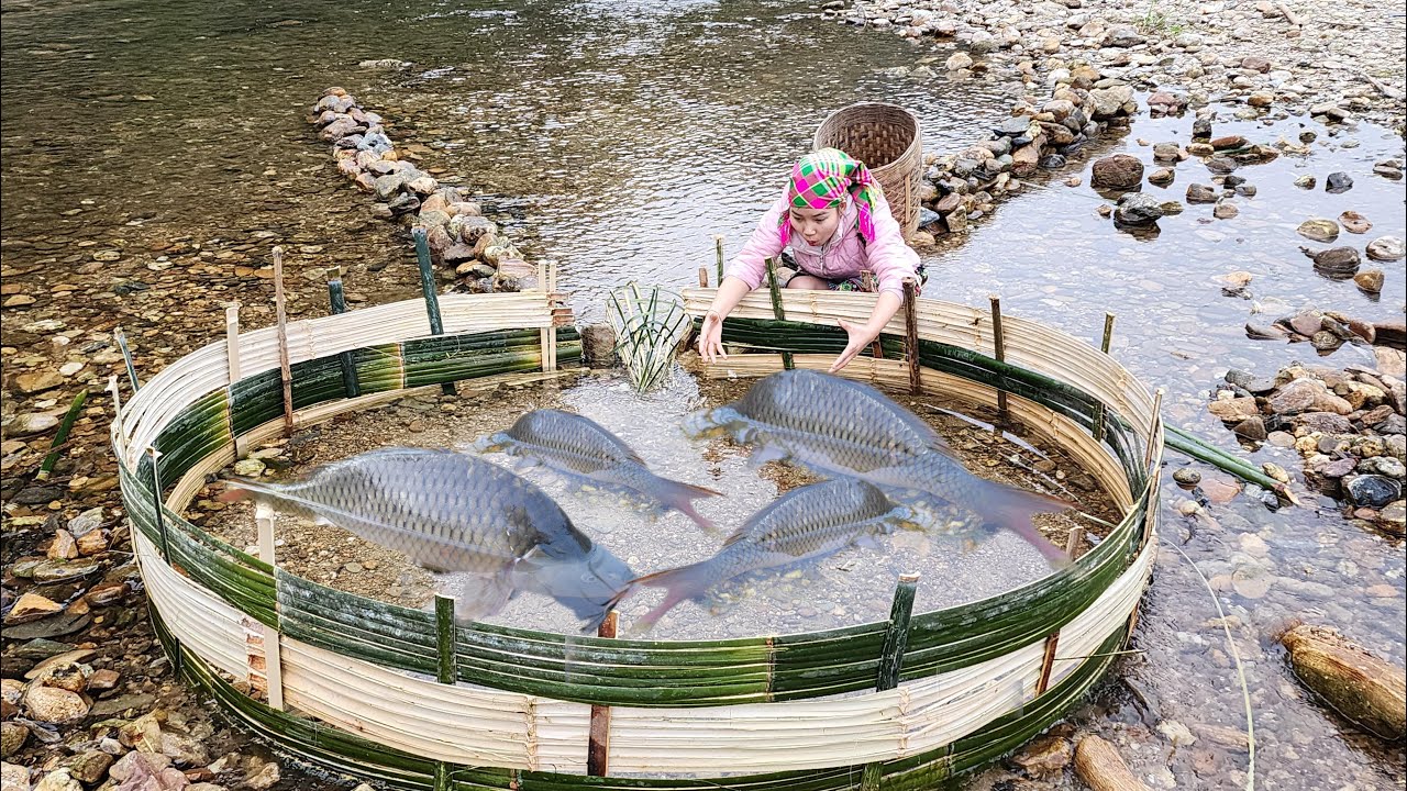 The girl weaved bamboo to create a fish trap and caught many giant fish. Giant fish catching skills