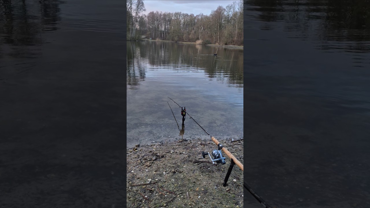 Carp swallows the bait nice run#Youtubeshorts#Fishing