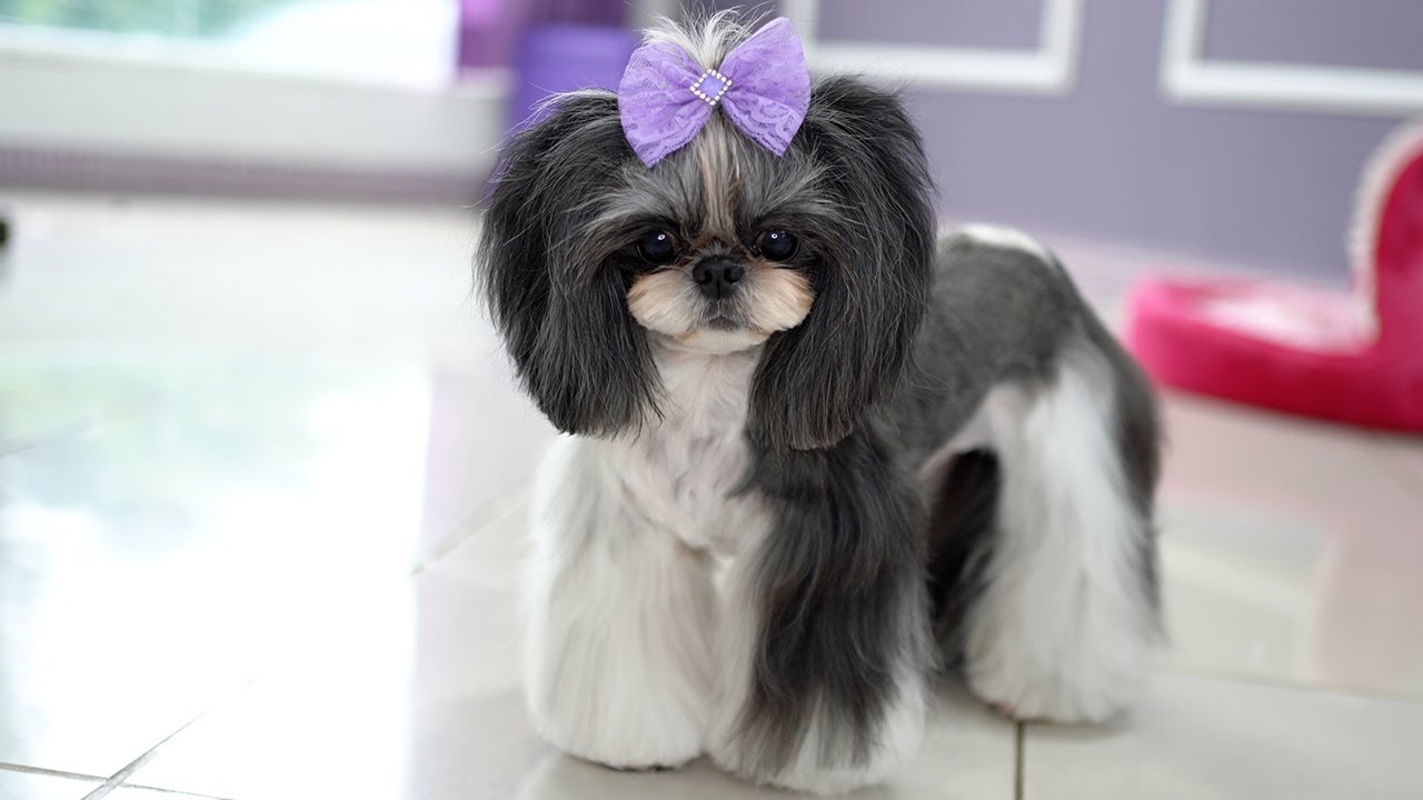 КРАСИВАЯ ШИ-ТЦУ 5 ЛЕТ, УХОД ✂️❤️🐶