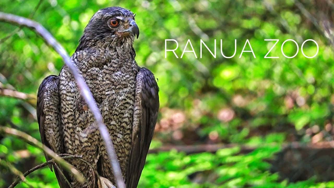 Ranua Zoo || What to see?