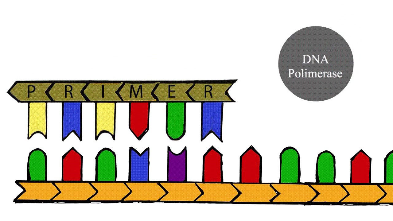 Sequenciamento de Sanger - PPCC Biologia Molecular UFSC