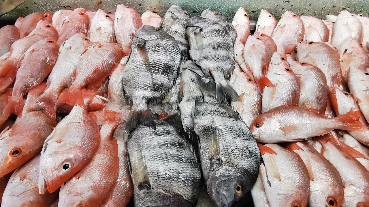 PESCADOS Y MARISCOS EN EL PASÓ DEL HUMO EN PUEBLO VIEJO VERACRUZ MEXICO #VAMOSX7000