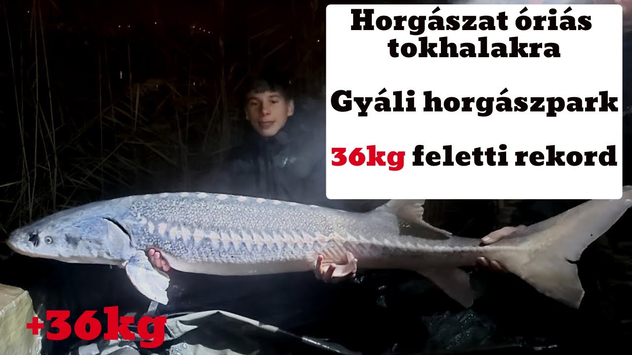 Horgászat Óriás tokhalra (+36kg) | Gyáli horgászpark | Bojlis horgászat 7.rész