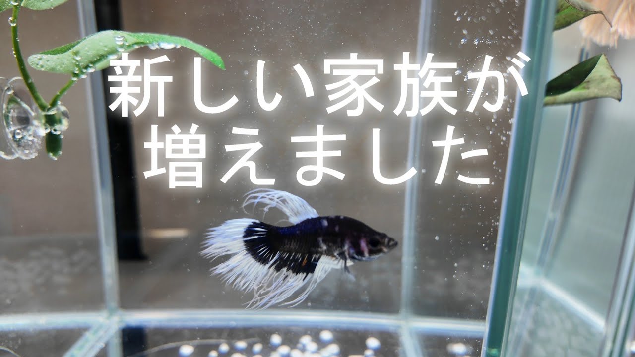 ベタ　クラウンテール購入🐟新し家族が増えました♪【水槽シリーズ #1】