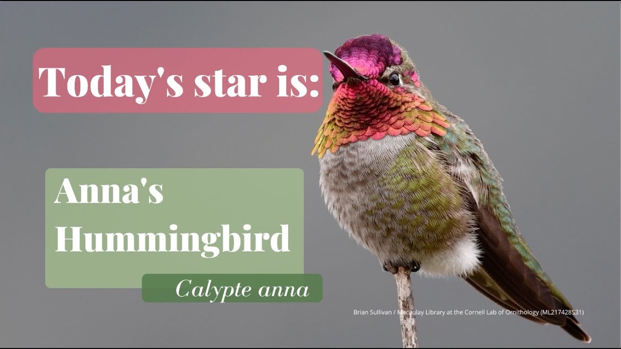 Trochilidae Tuesday: Anna's Hummingbird
