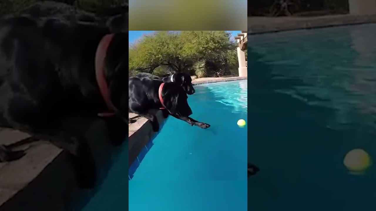 Dog Falls In While Trying To Get Tennis Ball Out Of Pool