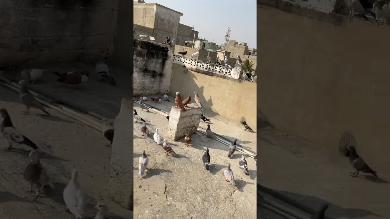 cleaning pigeon's cage🕊️🕊️🕊️