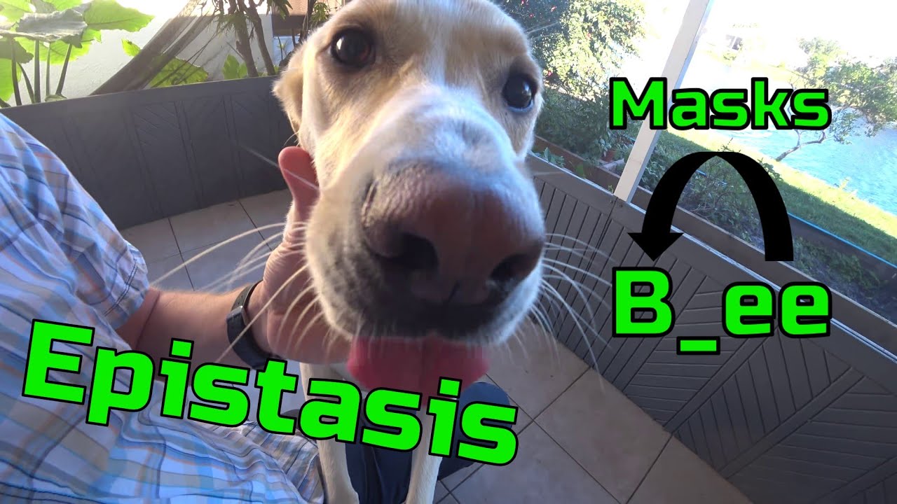 Recessive Epistasis in my Yellow Lab, Watson | Genetics Ep. 16