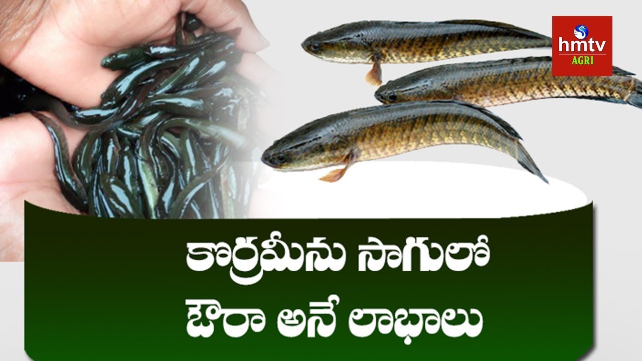 Korameenu Fish Farming | Koppu Vijay Kumar Success Story | hmtv Agri