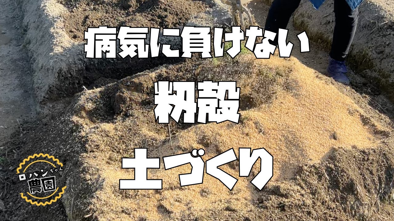 【もみ殻】で土づくり【もみがら】が病気の対策になる！？物理性を改善！！【農家の家庭菜園】