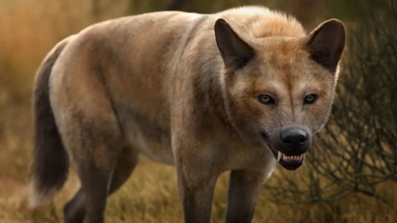 Ten wymarły wilk... Nie był wilkiem? - Canis Dirus, czyli 