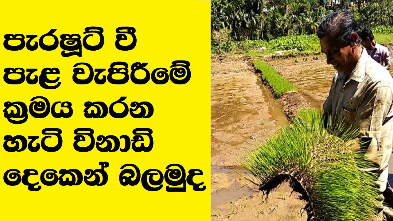 How to practice the Parachute rice transplanting technique in Sri Lanka