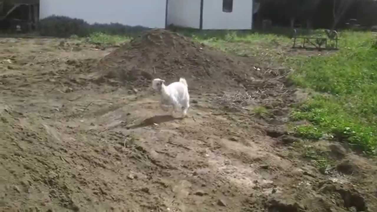 Lamancha goat