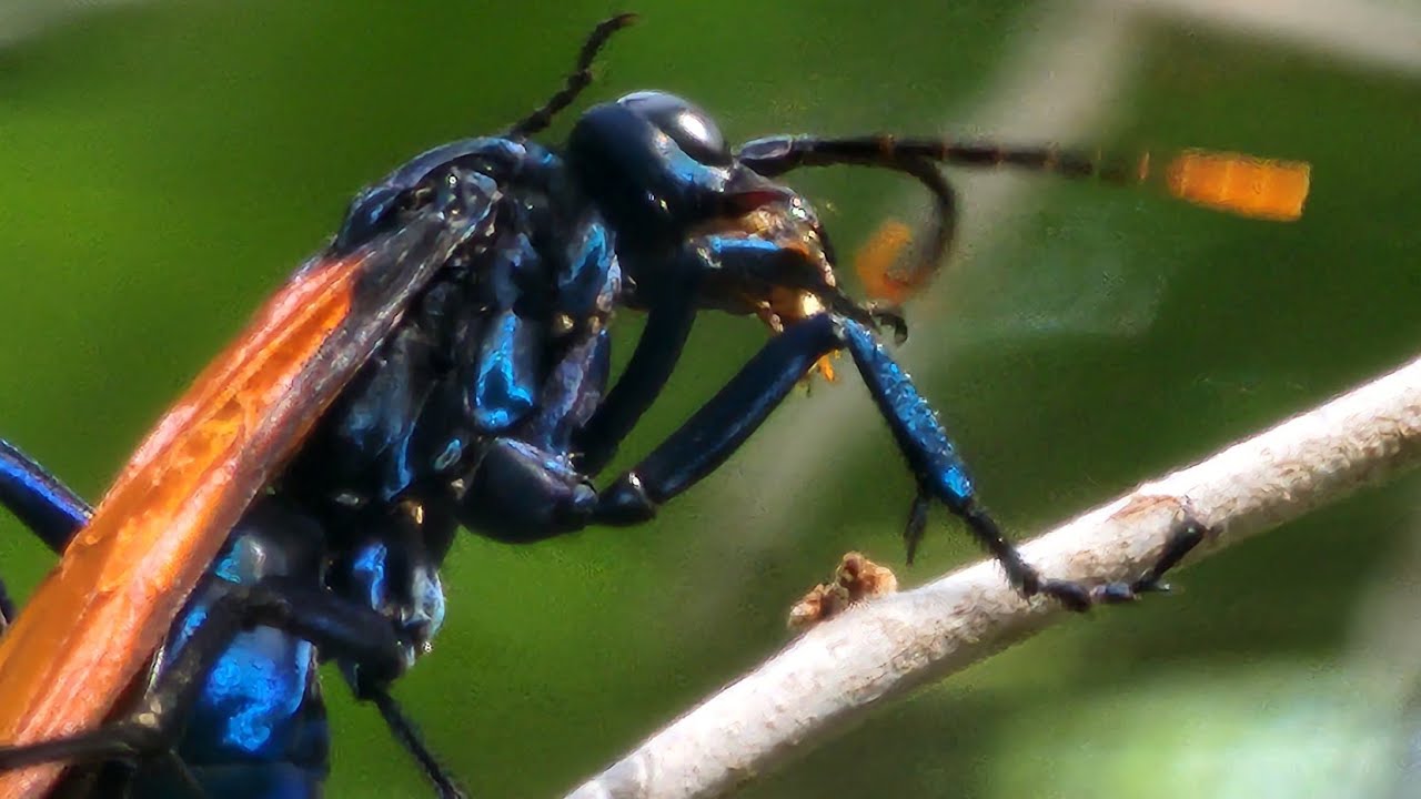Tarantula Hawk Wasp. The most painful Wasp sting in the world.