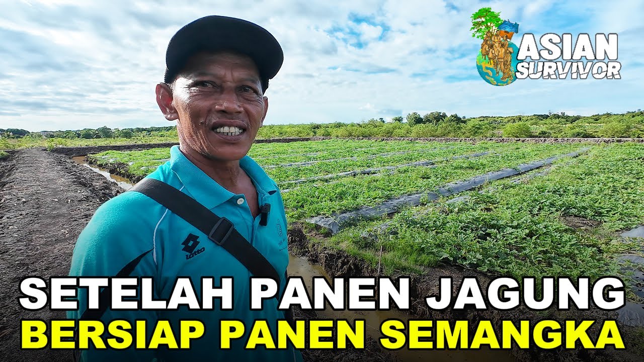 KOLABORASI: KUNCI KEBERHASILAN PETANI TRANSMIGRASI KALIMANTAN UTARA