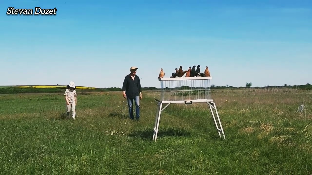 PIGEON TRAINING 2025