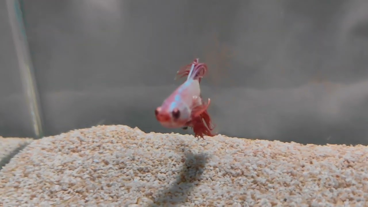 #bettafish #aquariumfish #fightingfish