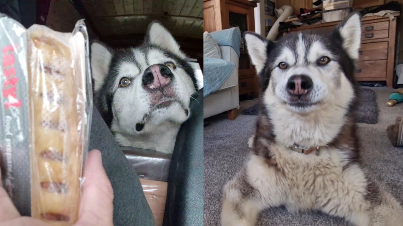 The Only Way to Stop My Husky Having A Melt Down is To Buy Him a Sausage Roll!