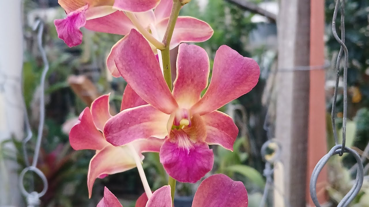 🔴 3 Orquideas de FÁCIL CULTIVO 