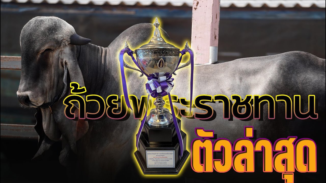 ถ้วยพระราชทานตัวล่าสุด