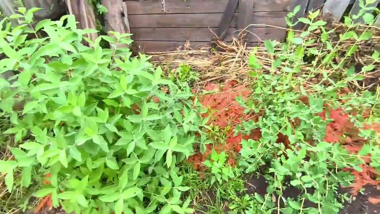 Окучиваем ,полим огород!Комары аж до мозгов кусают.....