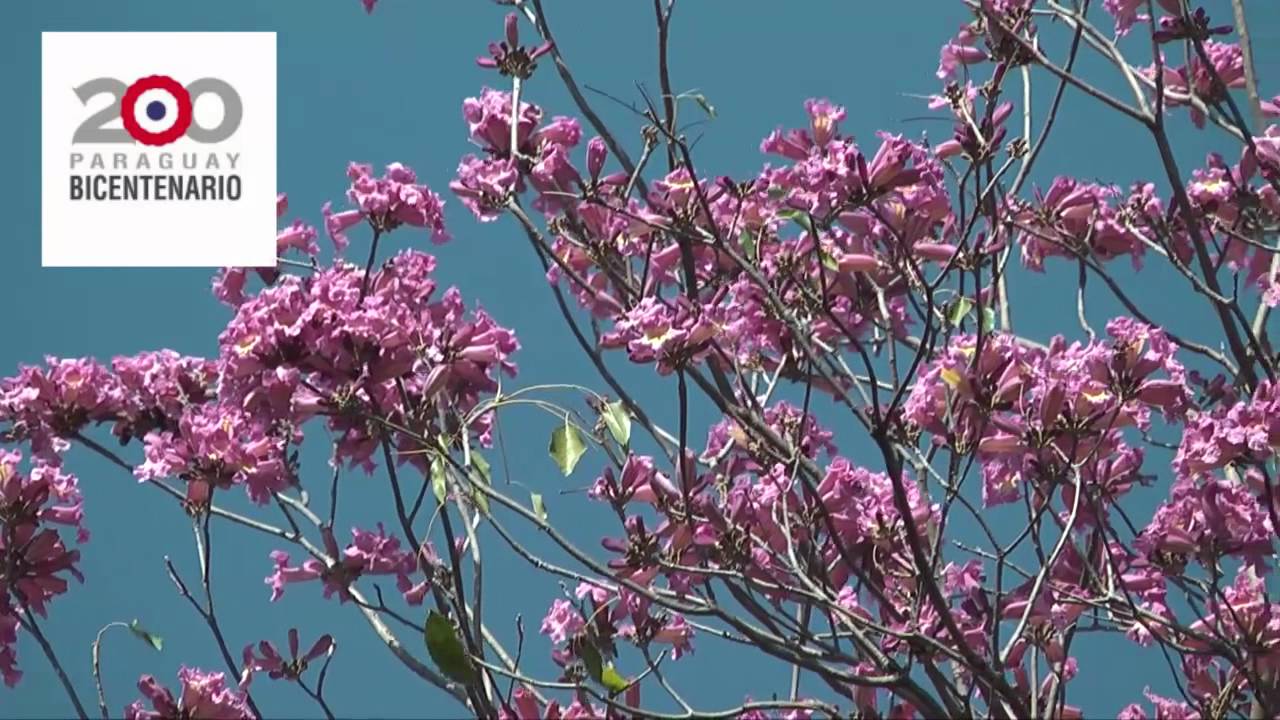 Lapachos floridos en Asunci&oacute;n, mes de agosto
