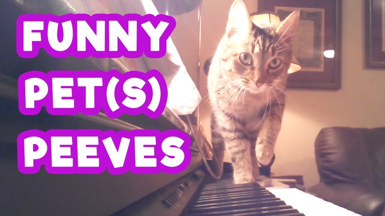Relatable Animal Pet Peeves | Funny Pet Videos | #thatpetlife