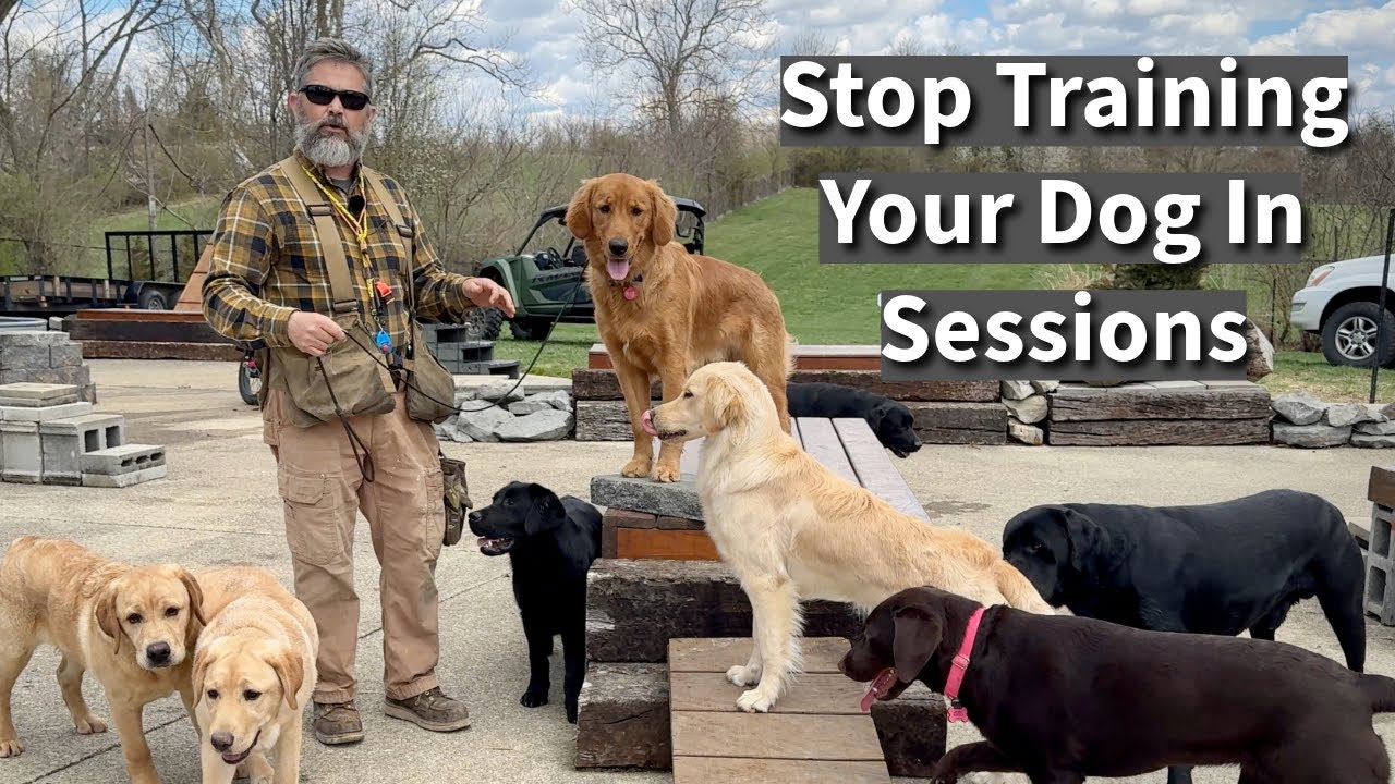 Stop Training Your Dog In Sessions | Start Training Your Dog By Living