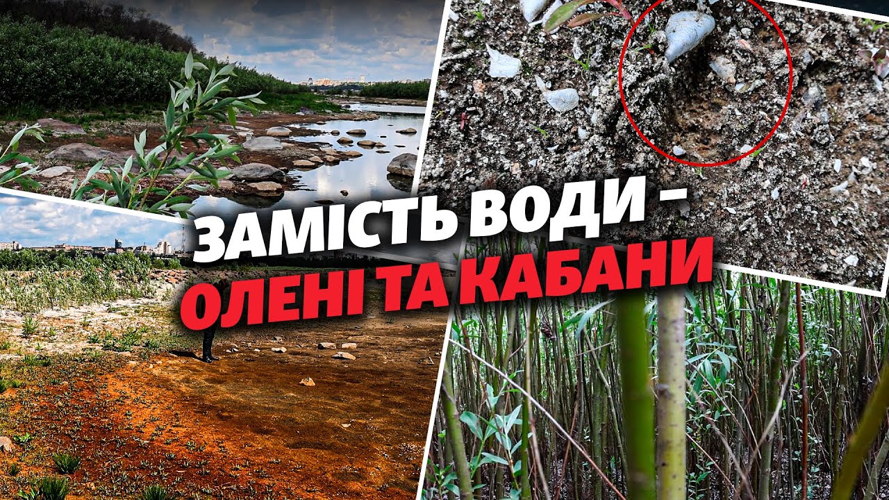 ❗️😳 Лишати ЛІС чи заливати ВОДУ? На дні КАХОВСЬКОГО ВОДОСХОВИЩА виросли ВЕРБИ заввишки до 7 МЕТРІВ