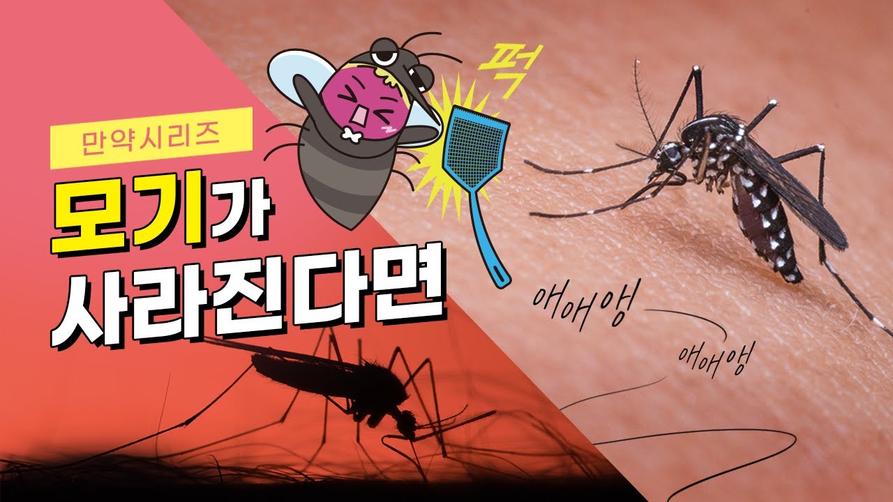 🍠 만약 모기가 사라진다면 어떻게 될까? (feat. 흡혈모기)