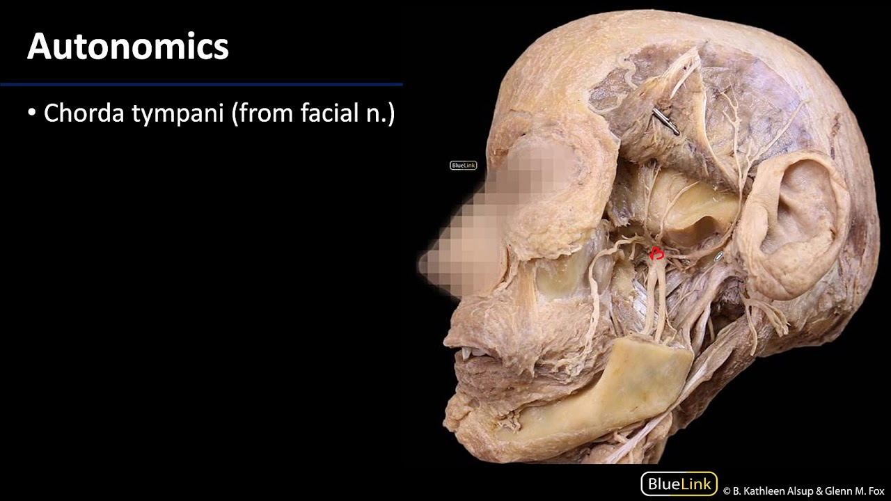 Infratemporal Fossa - Autonomics