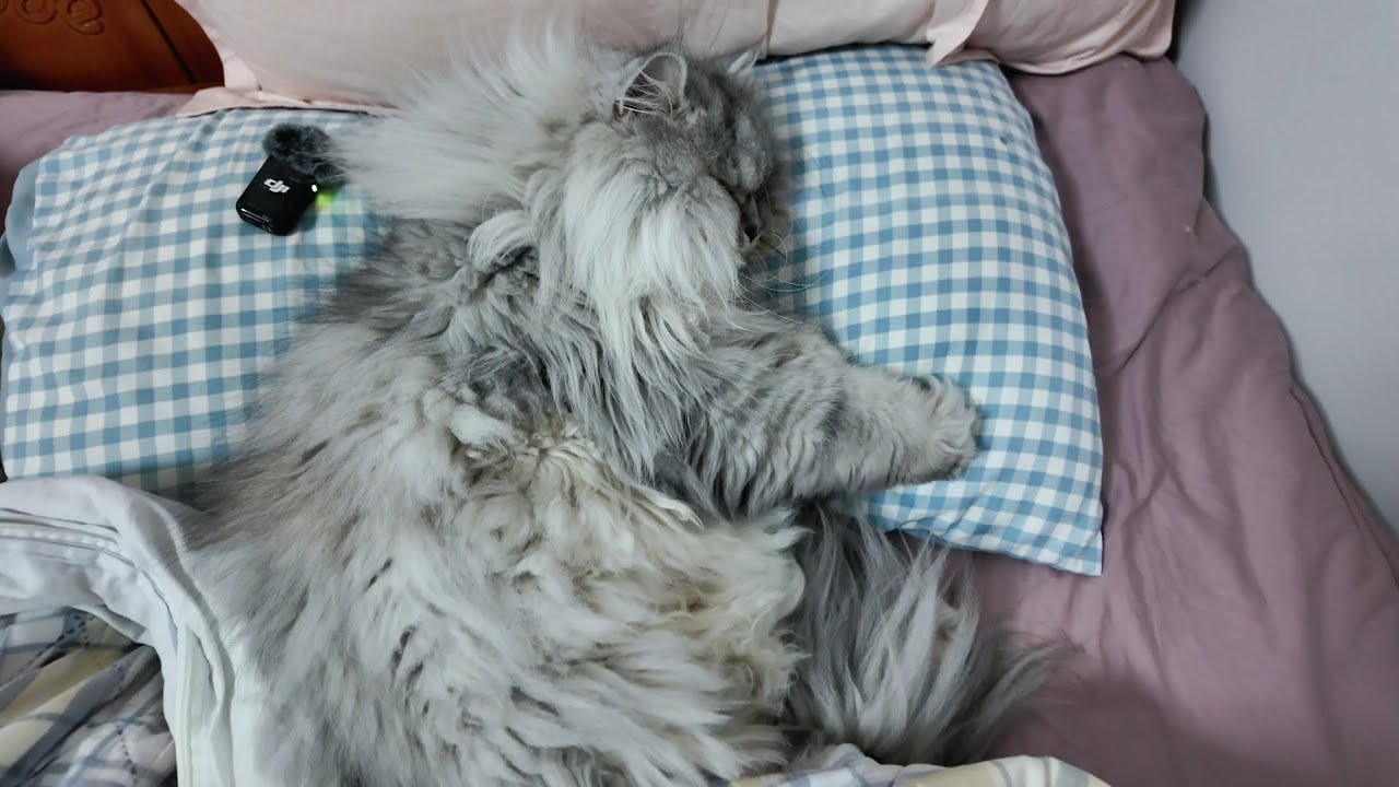 Пикачу украл мой подушку и одеяло 🐾