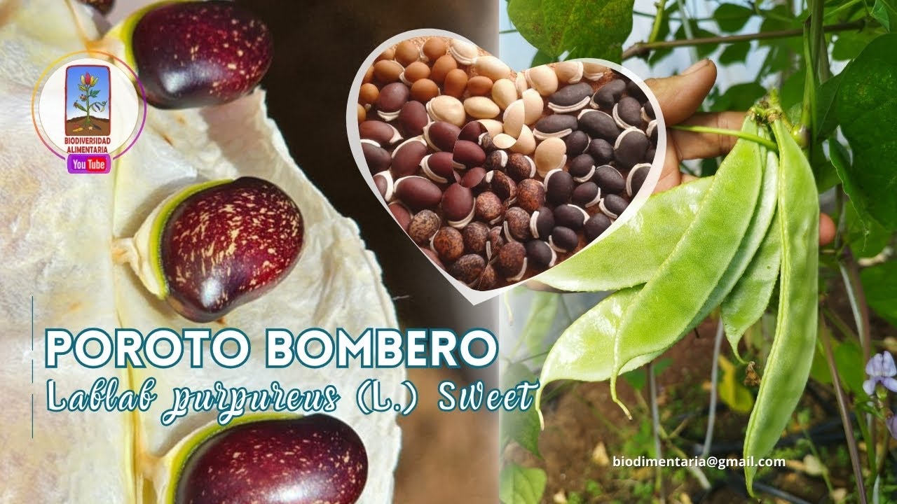 ¡No dejes que desaparezca! Conoce el Poroto Bombero (Lablab purpureus) 🌱🔥
