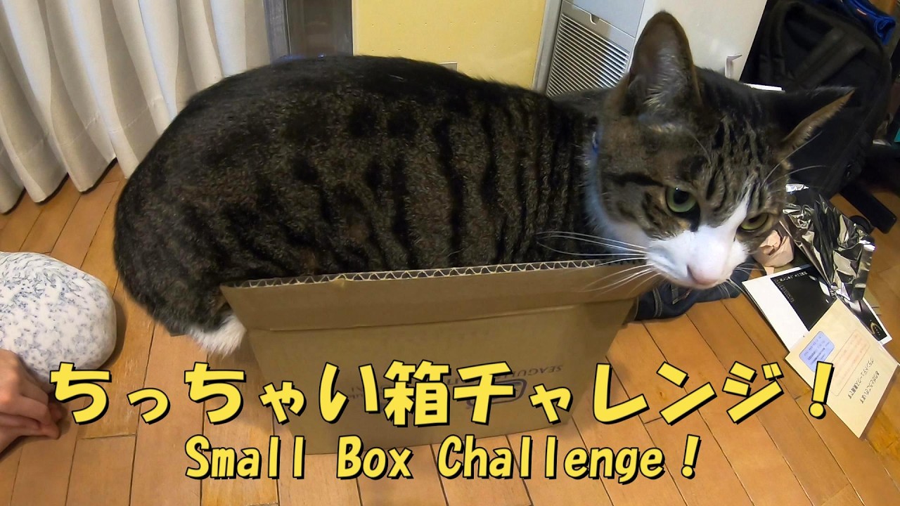 狭い箱にチャレンジする猫　猫って、箱があったら必ず入ろうとしますよね(笑)　暴れ猫/保護猫ハナ♂