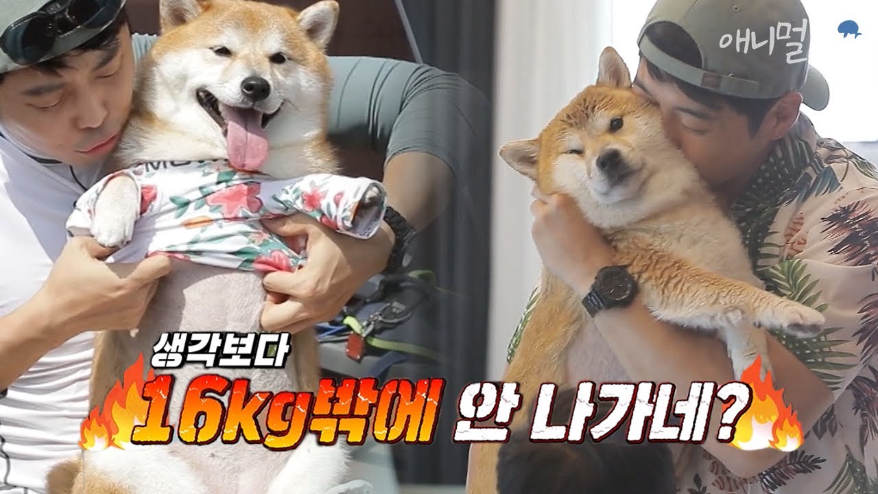 배우 김재원의 넘치는 사랑 때문에 포동해진 반려견 식빵이! 다이어트 도전 🔥 ｜KBS 펫비타민 210923 방송