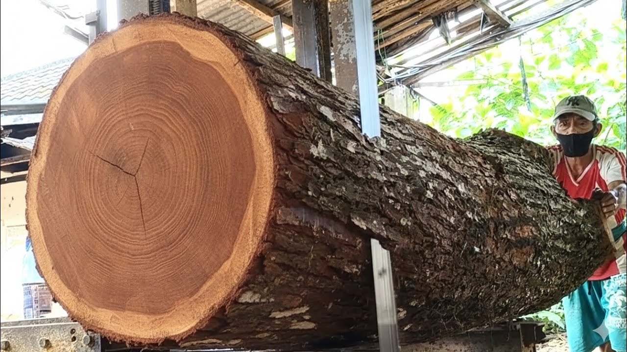 Processing large mahogany logs into thick, smooth planks