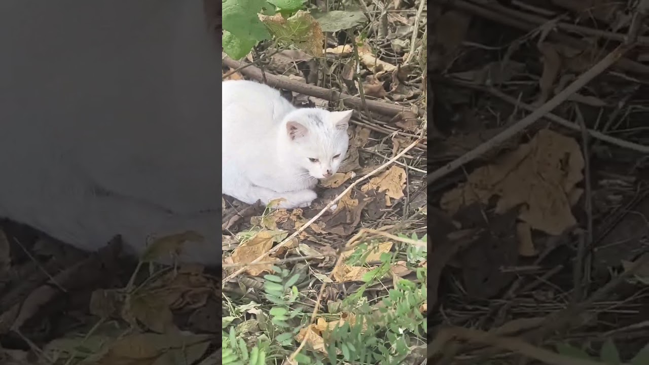 Pahari 🐈🐈😺😺😺 