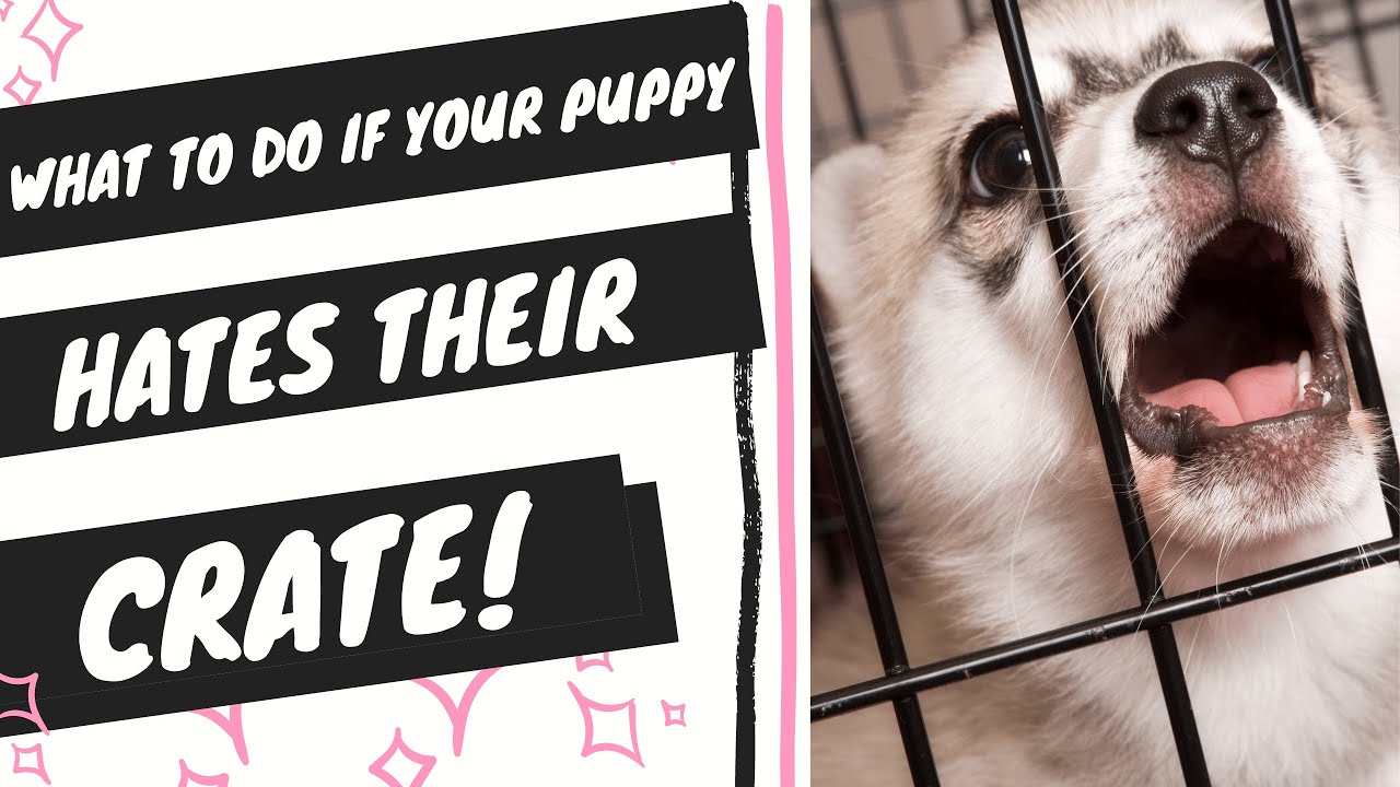 Puppy Hates Crate (How to get your puppy to love their crate)