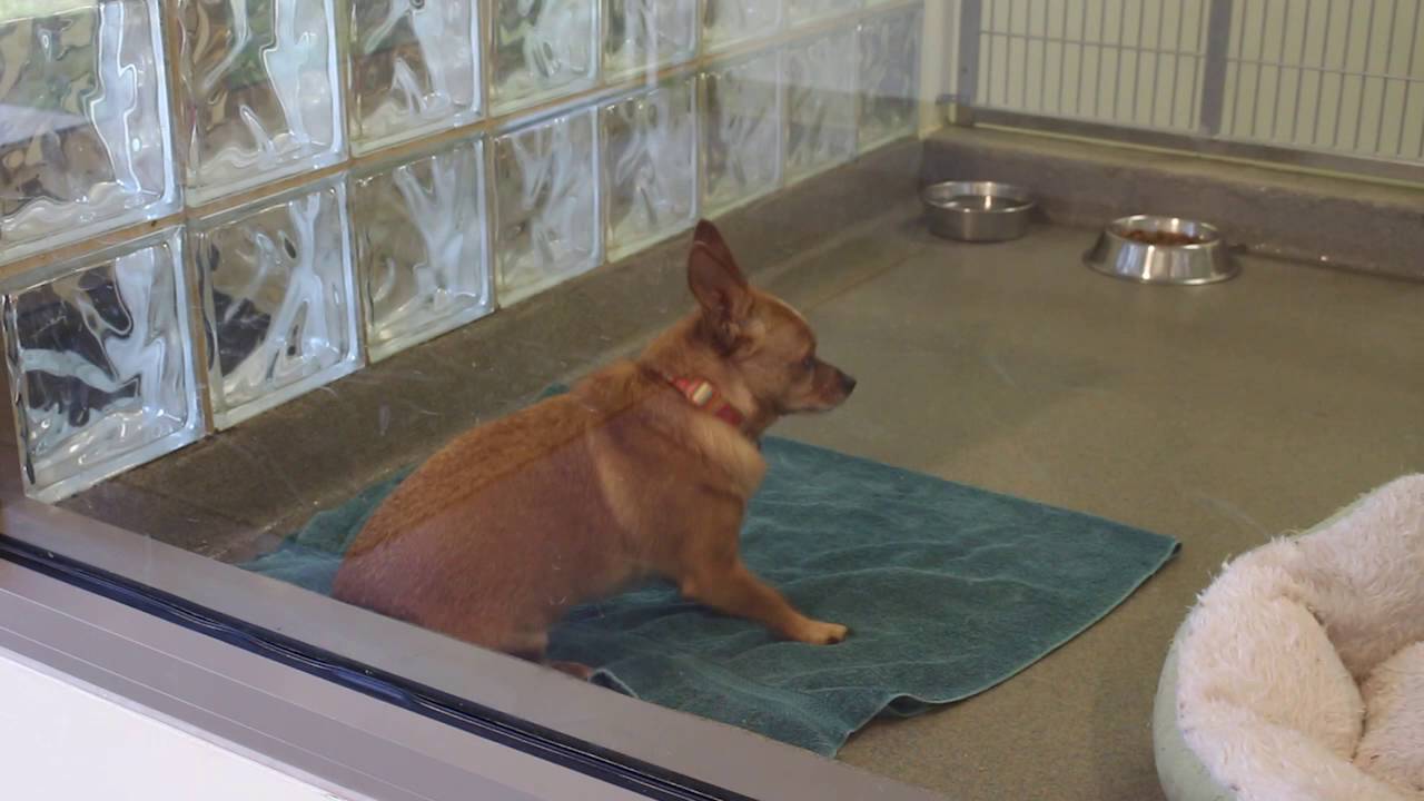 STREAM Career Connections - Lynchburg Humane Society