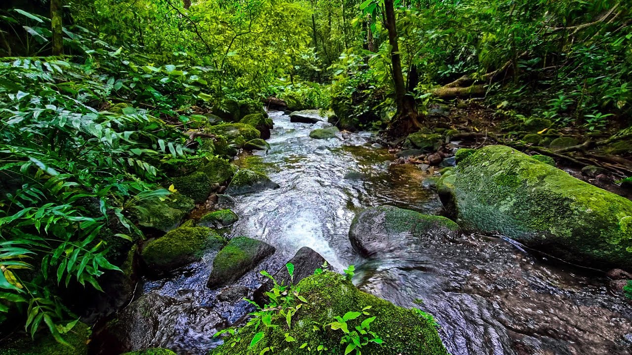 Mossy Forest Stream Sounds: Your Natural Study & Work Oasis &ndash; Stress-Free Focus and Relaxation