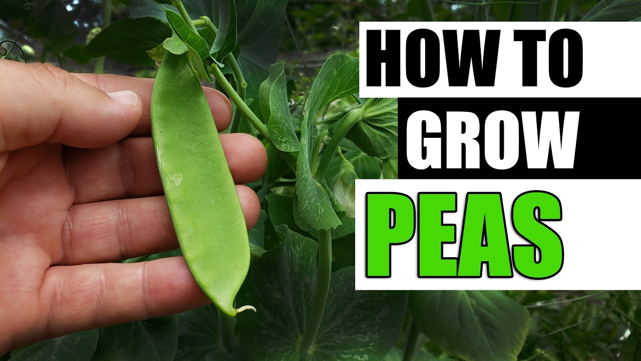 How To Grow Peas - The Definitive Guide For Beginners