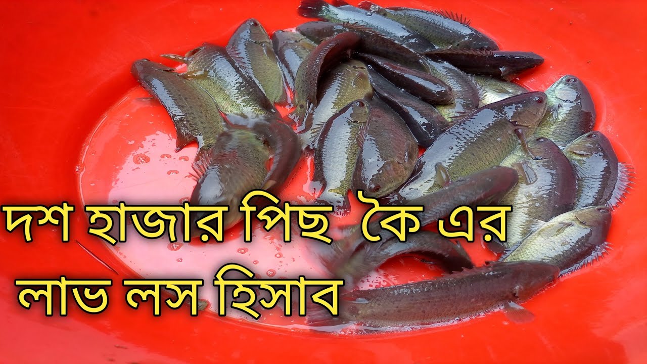 ১০ হাজার পিছ ভিয়েত কৈ মাছ  চাষের  লাভ লসের হিসাব। #fish #fishingvideo.