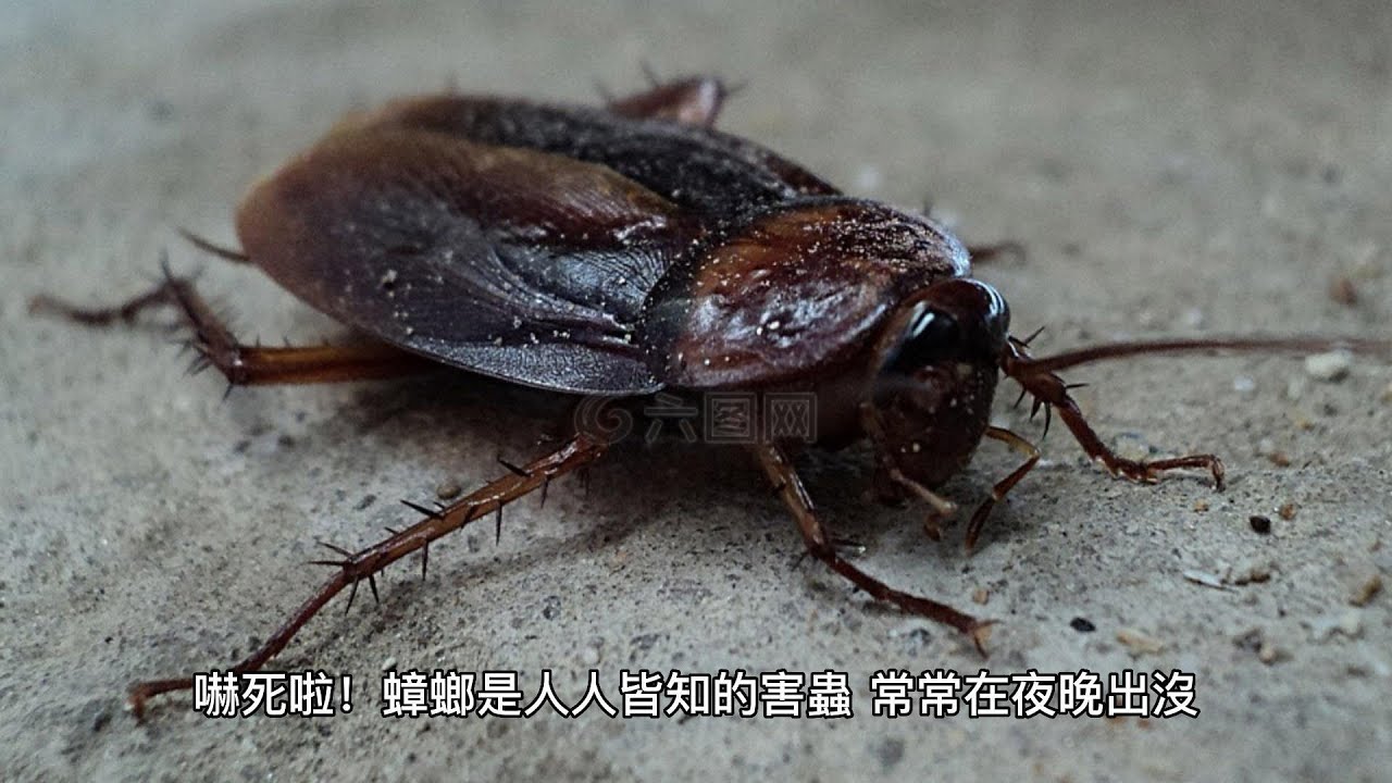 探索蟑螂起源：從古代生物到現代城市