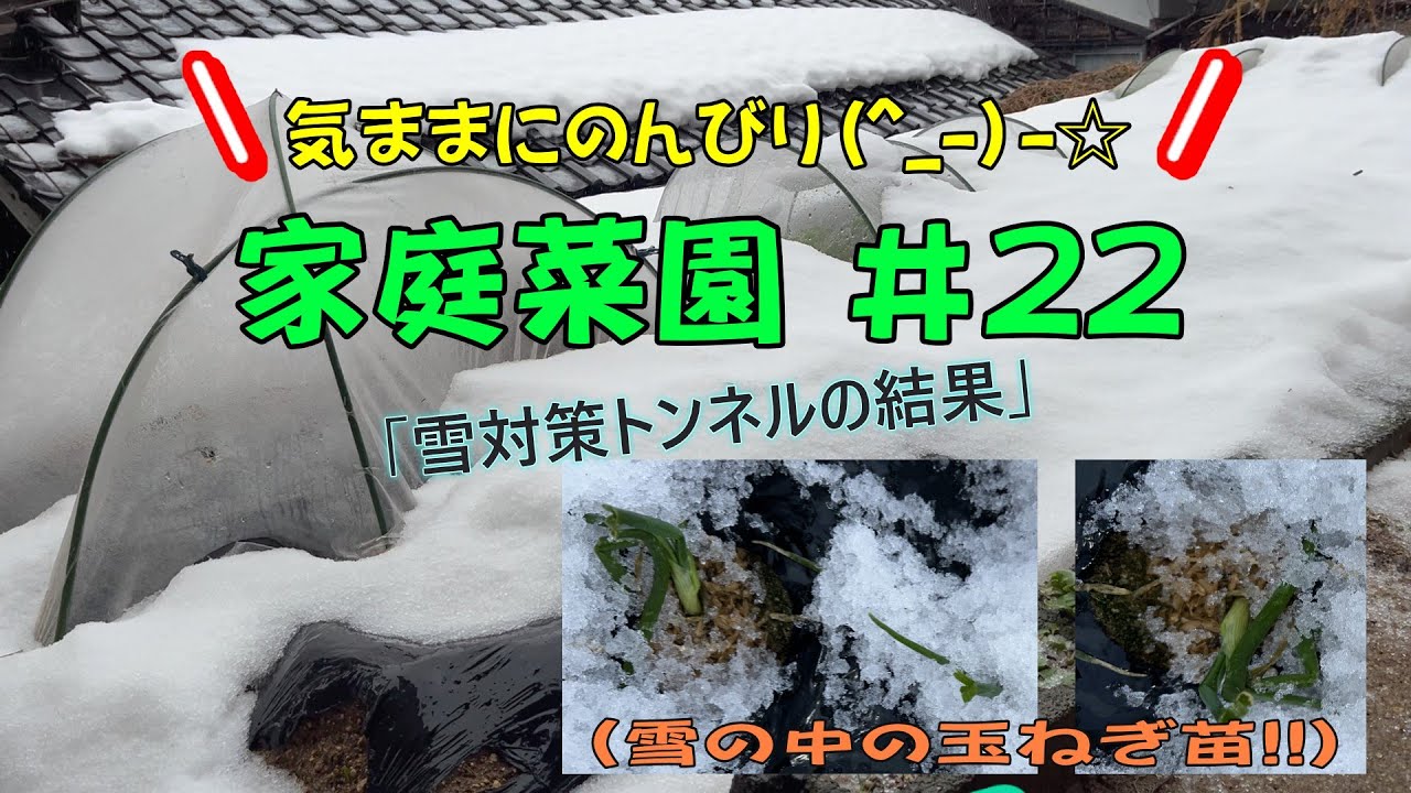 大雪で畑が埋没。。。。玉ねぎ・ニンニク・大根は大丈夫？家庭菜園22