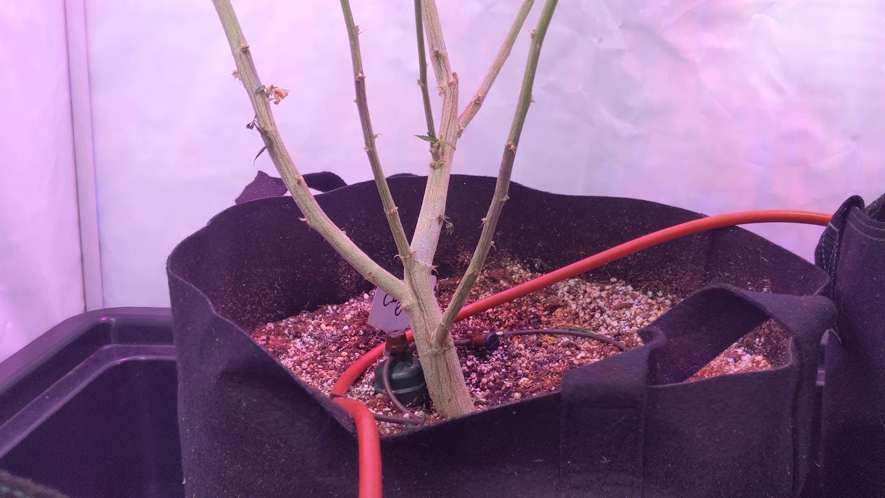Grow room update
